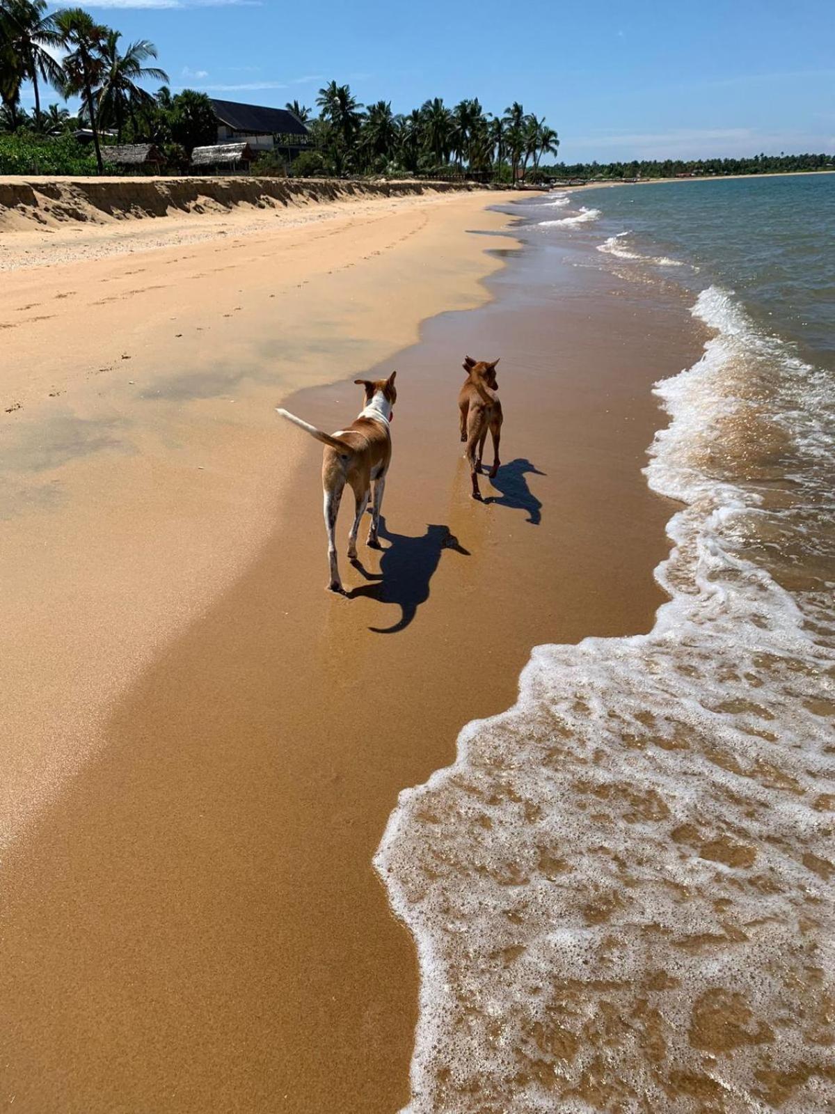 Sea Sand Resort Kalpitiya Eksteriør billede