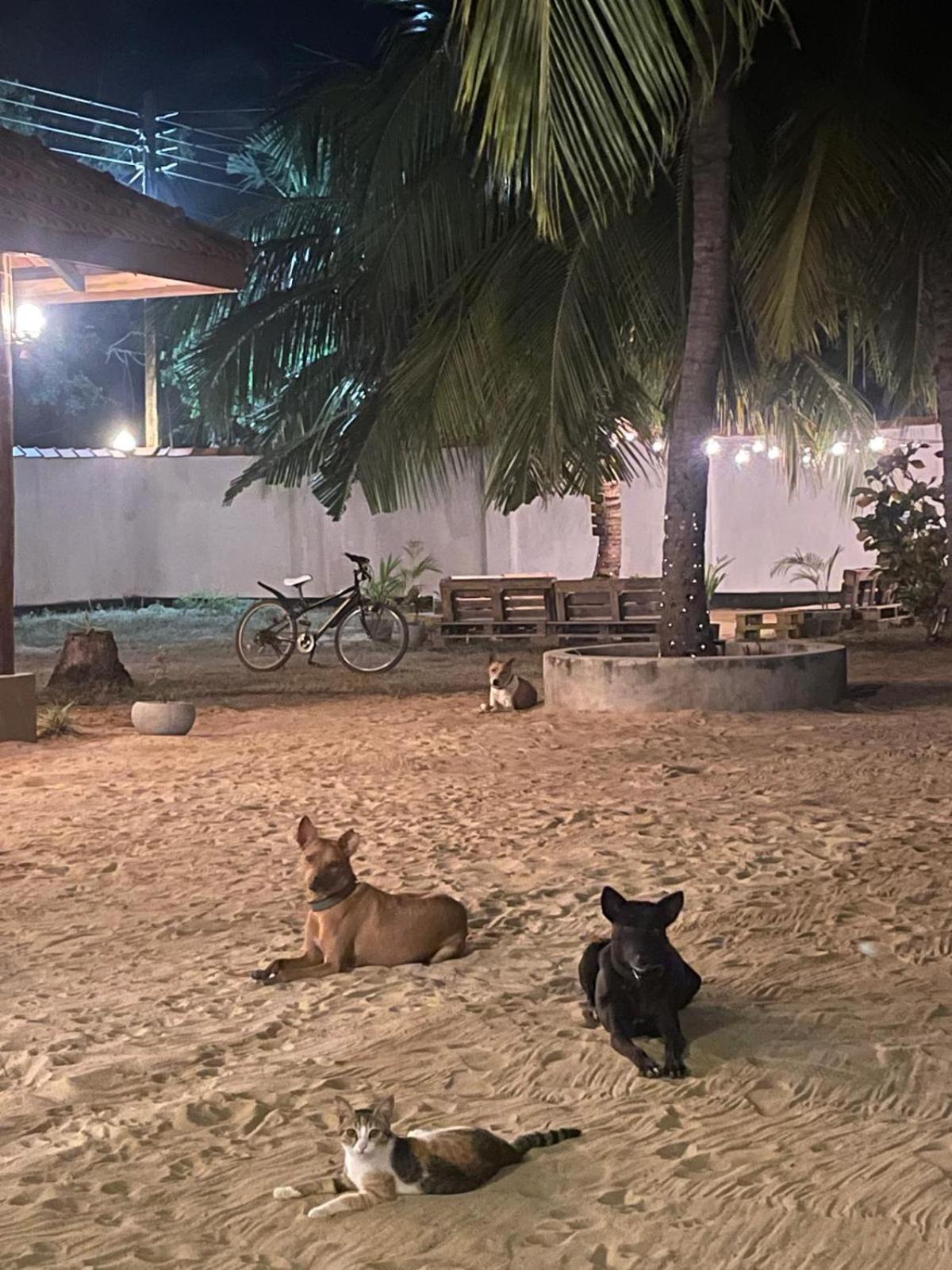 Sea Sand Resort Kalpitiya Eksteriør billede